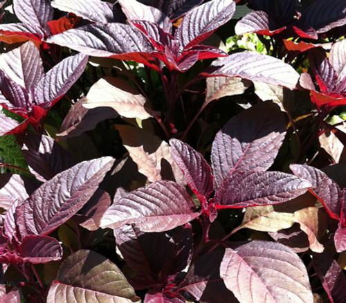 Amaranthus hypochondriacus - Hopi Red Dye Amaranth Seeds