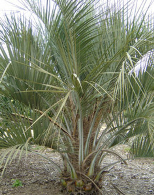 Butia odorata - Jelly Palm Seeds Butia odorata - Jelly Palm Seeds