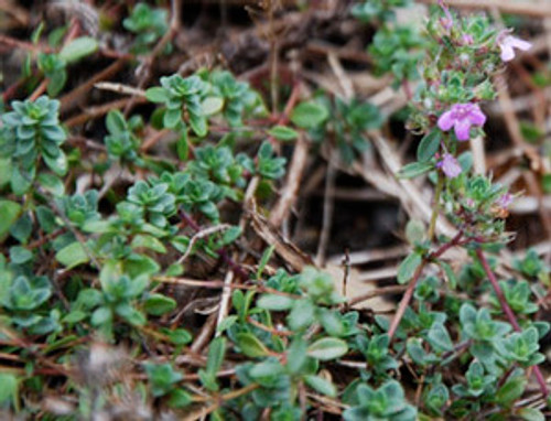 Thymus serpyllum - Creeping Thyme Seeds Thymus serpyllum - Creeping Thyme Seeds