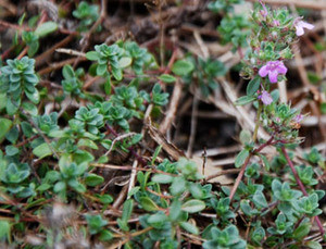 Thymus serpyllum - Creeping Thyme Seeds