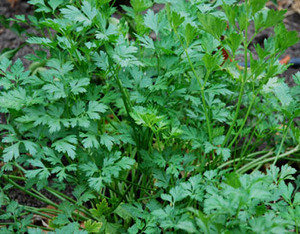 Petroselinum crispum - Parsley Seeds