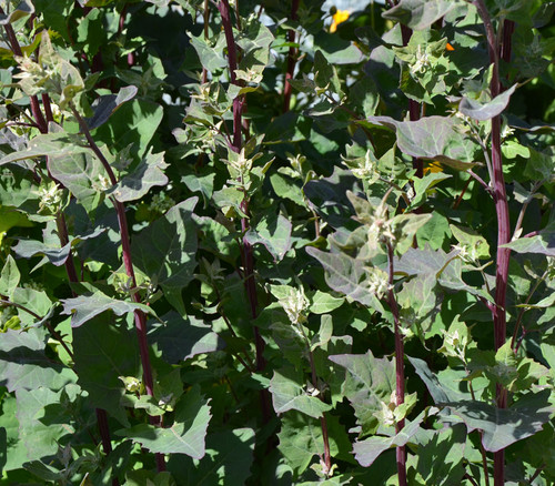 Atriplex hortensis - Garden Orach Seeds