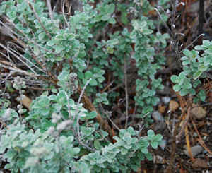 Origanum majorana - Marjoram Seeds