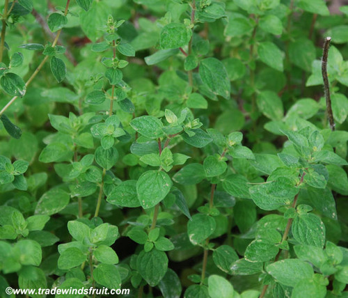 Origanum syriaca - Zaatar