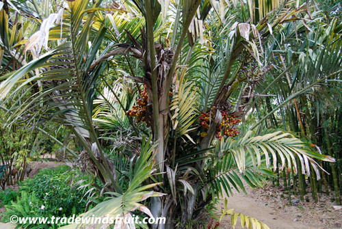 Arenga engleri - Dwarf Sugar Palm Seeds