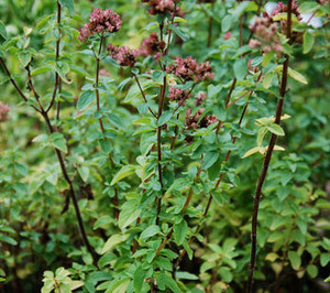Origanum vulgare - Oregano Seeds
