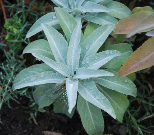 Salvia apiana - White Sage Seeds