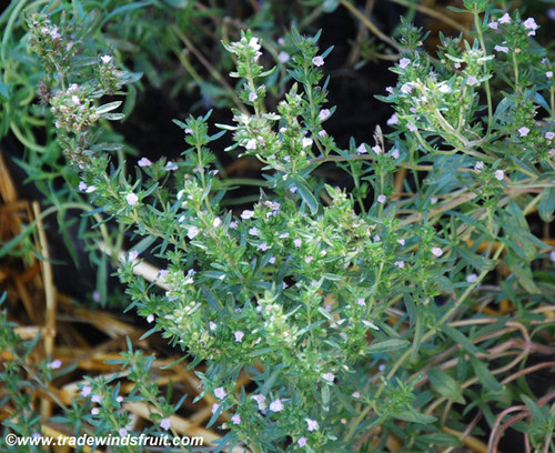 Satureja hortensis - Summer Savory Seeds