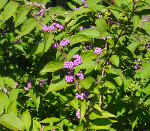 Callicarpa americana - American Beautyberry Seeds