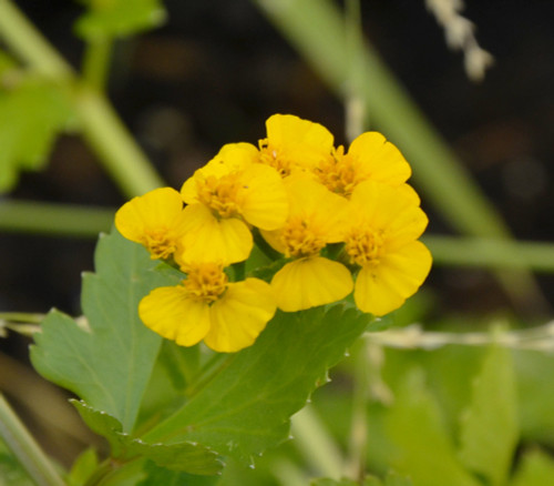 Tagetes lucida - Sweet Mace Seeds