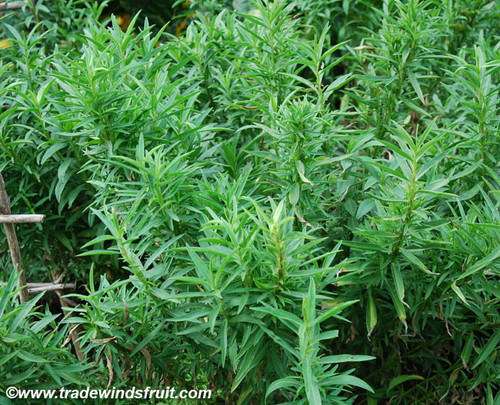 Artemisia drancunculus - Tarragon Seeds