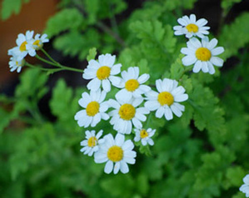 Tanacetum parthenium - Feverfew Seeds