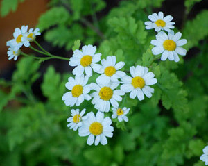 Tanacetum parthenium - Feverfew Seeds