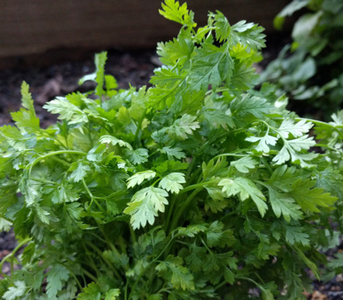 Anthriscus cerefolium - Chervil Seeds