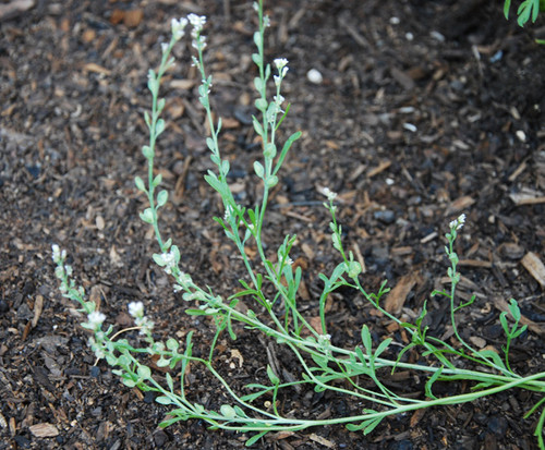 Lepidium sativum - Pepper Cress Seeds