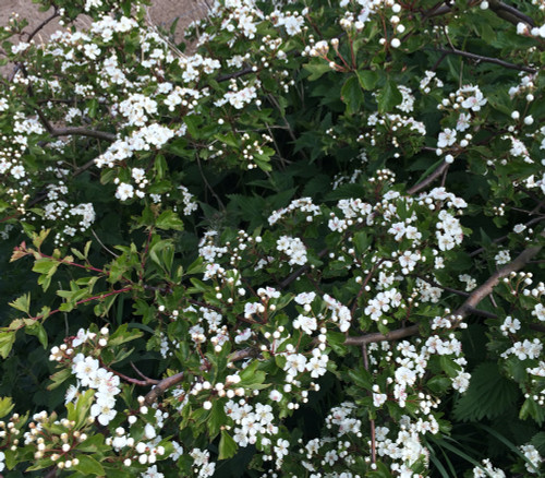 Crataegus laevigata - English Hawthorn Seeds