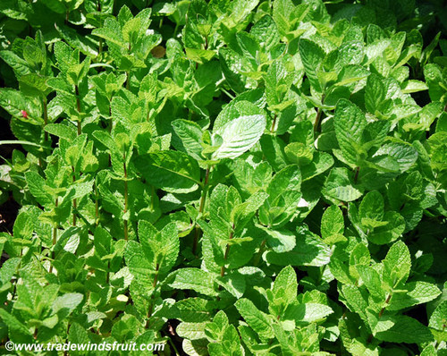Mentha x - Peppermint Seeds