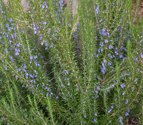 Rosmarinus officinalis - Italian Rosemary Seeds