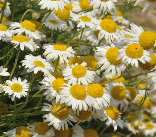 Chamaemelum nobile - Roman Chamomile Seeds Chamaemelum nobile - Roman Chamomile Seeds