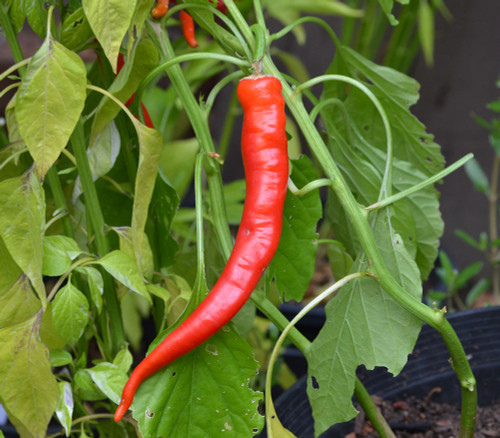 Cow Horn Pepper Seeds