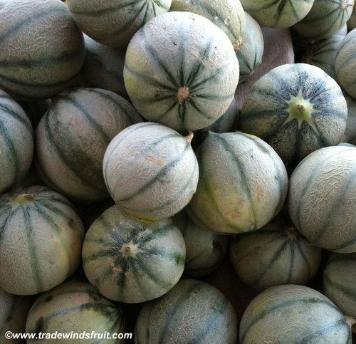 Charentais Melon Seeds