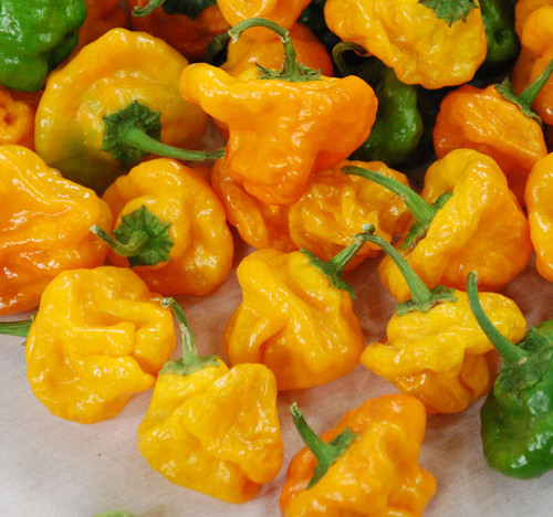 Scotch Bonnet Jamaica Yellow Pepper Seeds