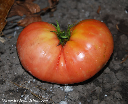 Giant Belgium Tomato