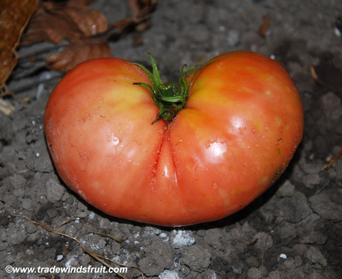 Giant Belgium Tomato Seeds
