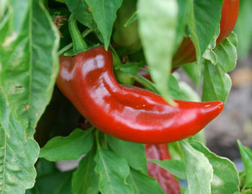 Joe E. Parker Pepper Seeds