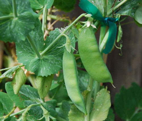 Sugar Snap Pole Pea