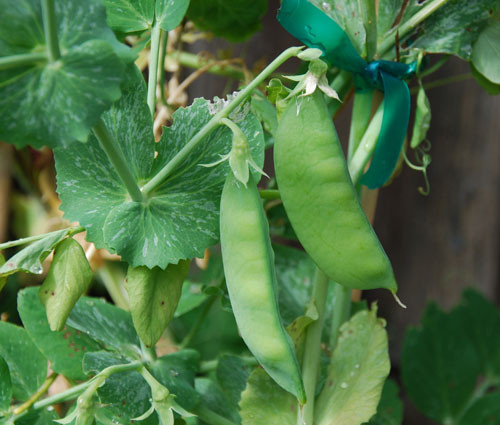 Sugar Snap Pole Pea Seeds
