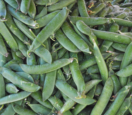 Sugar Daddy Pea Seeds