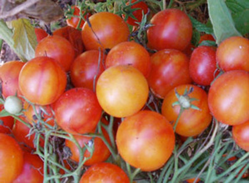 Candy Cherry Tomato Seeds Candy Cherry Tomato Seeds