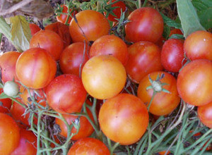 Candy Cherry Tomato Seeds