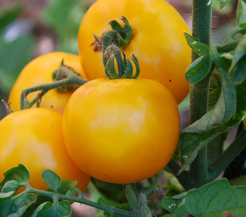 Mountain Gold Tomato Seeds