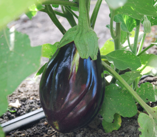 Black Beauty Eggplant Seeds