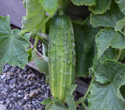 Spacemaster Bush Cucumber Seeds Spacemaster Bush Cucumber Seeds