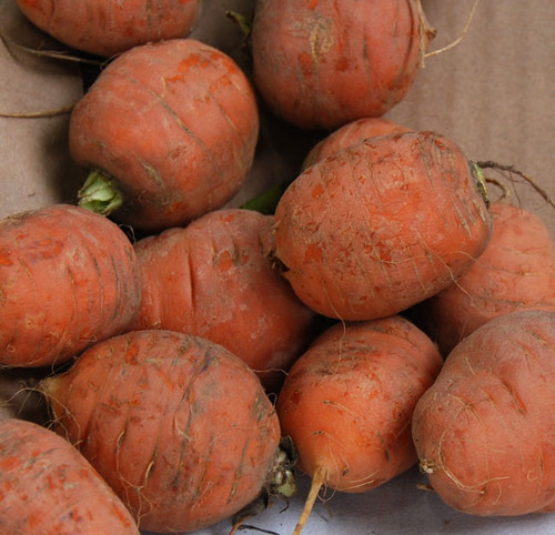 Parisienne Carrot Seeds
