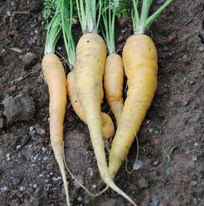 Solar Yellow Carrot Seeds