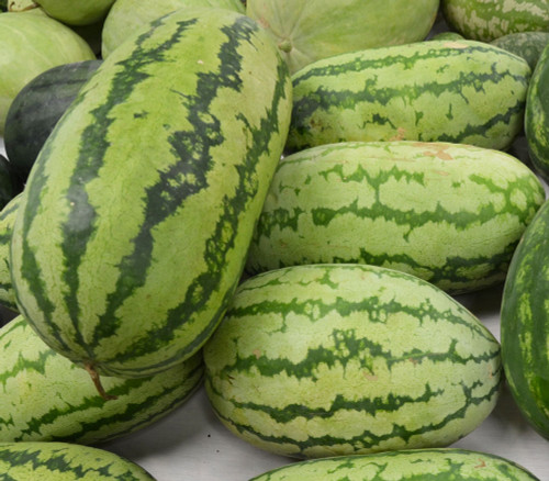 Jubilee Watermelon Seeds