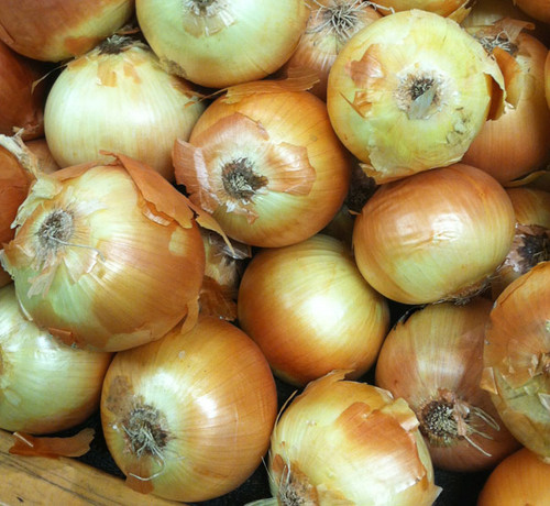 Yellow of Parma Onion