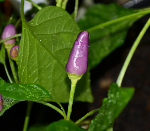 Aurora Pepper Seeds
