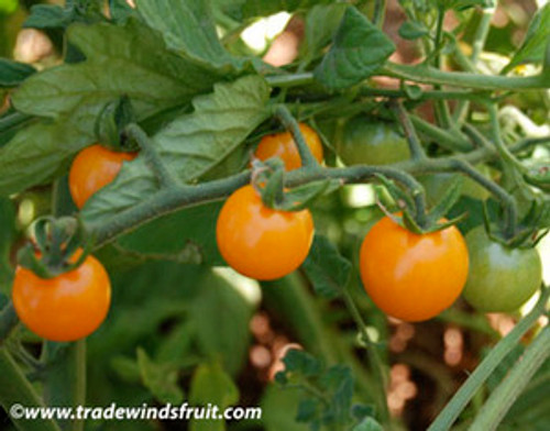 Sun Sugar Tomato Seeds