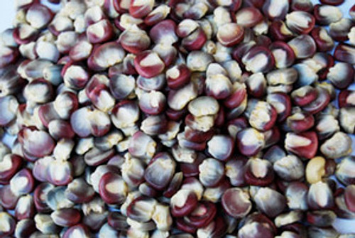 Purple Pozolero Corn Seeds Purple Pozolero Corn Seeds