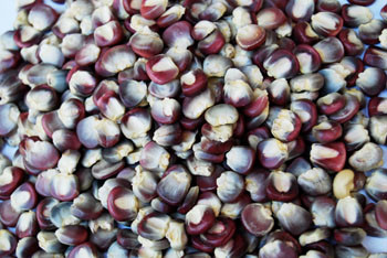 Purple Pozolero Corn Seeds