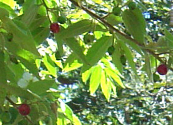 Muntingia calabura - Jamaica Cherry Seeds