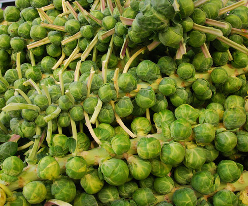 Long Island Improved Brussels Sprout Seeds