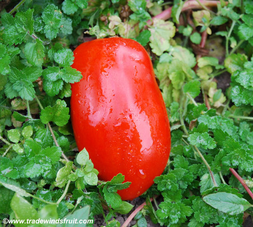 San Marzano 2 Tomato Seeds