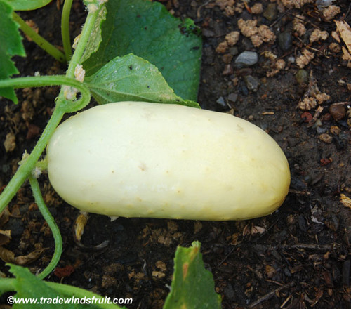 Bianco Lungo Cucumber Seeds