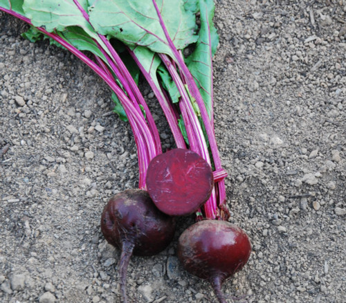 Detroit Dark Red Beet Seeds
